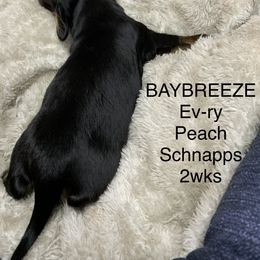 Boy 3 - Dachshund puppy in Mt Laurel, New Jersey from ev-ry dachshund