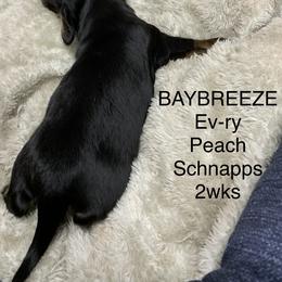 Boy 3 - Dachshund puppy in Mt Laurel, New Jersey from ev-ry dachshund