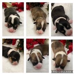 Pembroke Welsh Corgi Puppies from Rainbow Corgi Farms
