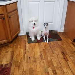 "Mischa and friend Kora" Samoyed Puppies from Bluegrass Samoyeds