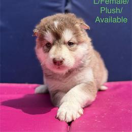 Girl 2 - Red and white female Alaskan Malamute puppy in Rensselaer, Indiana from Moot Manor Malamutes