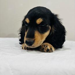 Dale - Black and cream male Dachshund puppy in Altus, Oklahoma from Johnson Prairie Pups