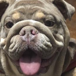 Bulldogs from Hippo's Bullies