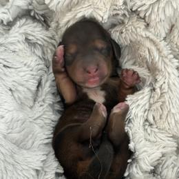 Boy 3 - male Dachshund puppy in Vancouver, Washington from Cascade Minis