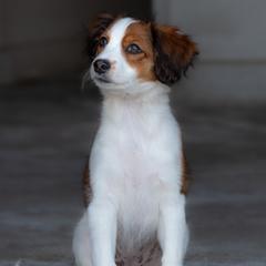 Nederlandse Kooikerhondje Puppies from Driftless Kooikerhondjes