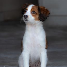 Nederlandse Kooikerhondje Puppies from Driftless Kooikerhondjes