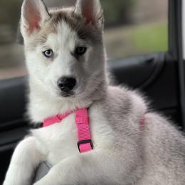 Siberian Husky Puppies from HuskiesWithFinesse