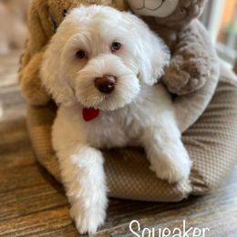 Australian Labradoodle Puppies from Joyful Hearts Australian Labradoodles
