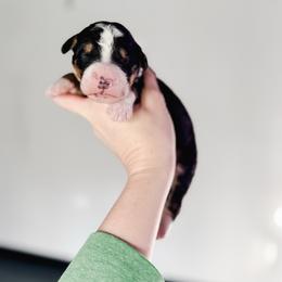 Captian America - Tri-color male Bernedoodle puppy in Jackson, Missouri from Pincksten Family Doodles