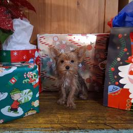 Eric - Gold male Yorkshire Terrier puppy in Terrell, Texas from Ashley Nicole Ranch