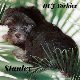 Stanley - Chocolate and tan male Yorkshire Terrier puppy in Belton, South Carolina from DLJ Yorkies