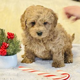 Goldie - Apricot female Saint Berdoodle puppy in Swartz Creek, Michigan from Whisky Paws Saint Berdoodles and Poodle Pups