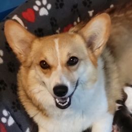 Jackie B - Pembroke Welsh Corgi
