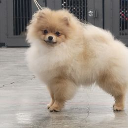 Keeshond and Pomeranian Puppies from Vivid Keeshond and poms