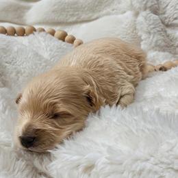 Jerome - Cream male Maltipoo puppy in Utica, Ohio from Poodle Me Crazy