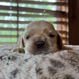 Theodore - Buff male Cocker Spaniel puppy in Lake, Mississippi from MGs Cockers