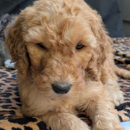 Teal Collar - Apricot female Goldendoodle puppy in Olympia, Washington from Sinclairdoodles