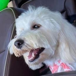 Harley - Goldendoodle