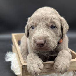 Cyclone - male Long Haired Weimaraner puppy in Evart, Michigan from Drehbar Weimaraners