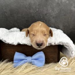 Steve - Cream male Companion Cross puppy in Utah County, Utah from Big Hearted Breeders