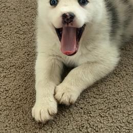 Murray - Merle male Pomsky puppy in Amarillo, Texas from Pom Pom Pomskies