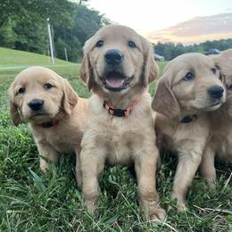 Dachshund and Golden Retriever Puppies from HS Goldens