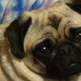 Helen - Pug