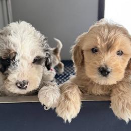 Aussiedoodles, Goldendoodles, and Labradoodles from Haaspawz