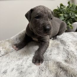 Clara Bow - Blue female Great Dane puppy in Carencro, Louisiana from Halsey Danes