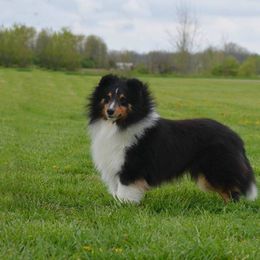 Shetland Sheepdogs from Laurelen Shelties