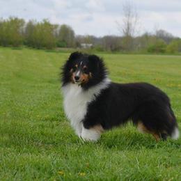 Shetland Sheepdogs from Laurelen Shelties