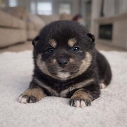 Jade - Black and tan female Shiba Inu puppy in Illinois from Precious-Puppies