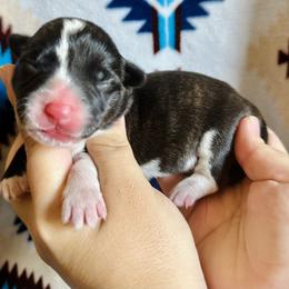 American Corgi Puppies from 5H Corgis