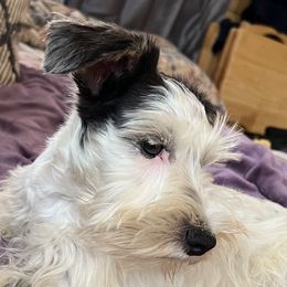 Miniature Schnauzers from The Way Dog Breeding