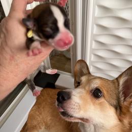 Yellow - Sable female Pembroke Welsh Corgi puppy in Wheatland, California from Emerald Corgis