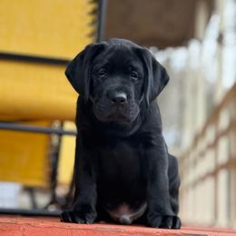 Floki - Labrador Retriever