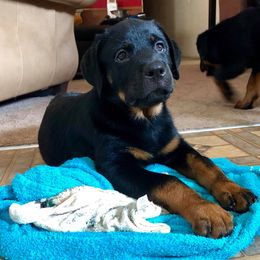 Rottweiler Puppies from Forte Bello Rottweilers