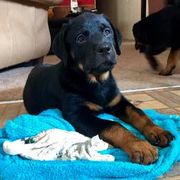 Rottweiler Puppies from Forte Bello Rottweilers