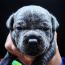 Sophia - Blue female Staffordshire Bull Terrier puppy in Dallas, Texas from Wild Blue Staffords