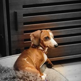 Stella (formerly Jessie) - Dapple Dachshund puppy in Washington from Fritz Family Friends