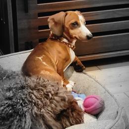 Stella (formerly Jessie) - Dapple Dachshund puppy in Washington from Fritz Family Friends