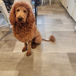 Goldendoodle All Grown Up from Dawnie’s Doodles