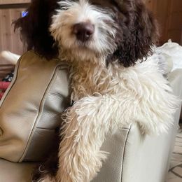 Aussiedoodles and Springerdoodles from Deek’s Designer Doodles
