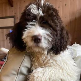 Aussiedoodles and Springerdoodles from Deek’s Designer Doodles