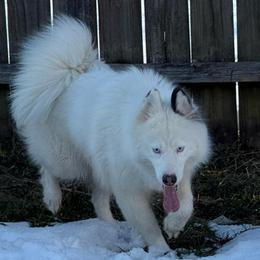 Mochi - Sable and white female Siberian Husky puppy in London, Ohio from Rose Trail Siberian’s