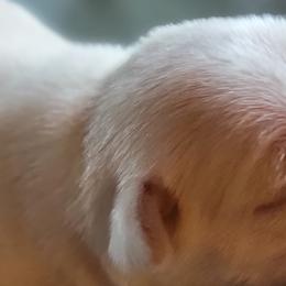 Pugs from Palatial Pugs LLC