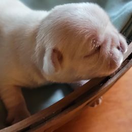 Pugs from Palatial Pugs LLC