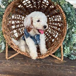Aster (Blue) - Parti male Goldendoodle puppy in Payson, Utah from Life_on. Paws