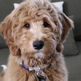 Goldendoodles from Silver Barn Doodles