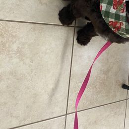 Australian Labradoodle Puppies from Whimsical Australian Labradoodles